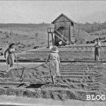 arapongas terreno de cafe blog jws wt anos 1950