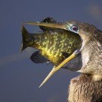 bl dia-terra-ave-gulosa-grosby