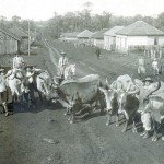 londrina boiada av pr