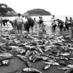 caiobá Pesca na Praia Mansa de Caiobá jws