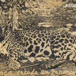 paranavai ona caçada anos 1940 wt