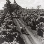café estradinha familia paraná