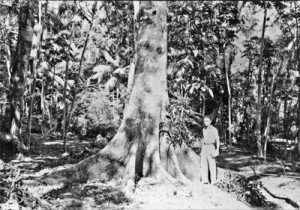 maringa árvore antiga jws