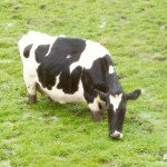 vaca foi para o brejo o foto de josé wille em SC – Urubici