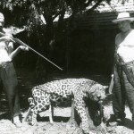 onça paranavaí acervo do carmo