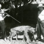 Paranavaí nos anos 1950