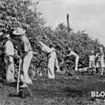 cafezal pr trabalhadores