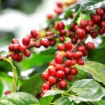 cafezal