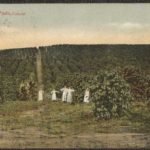 cafezal antigo sp