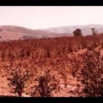 café geada paraná cor