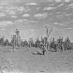 mandaguari rumo marialva cafe queimado geada blog jws