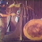 araucária extinção paraná